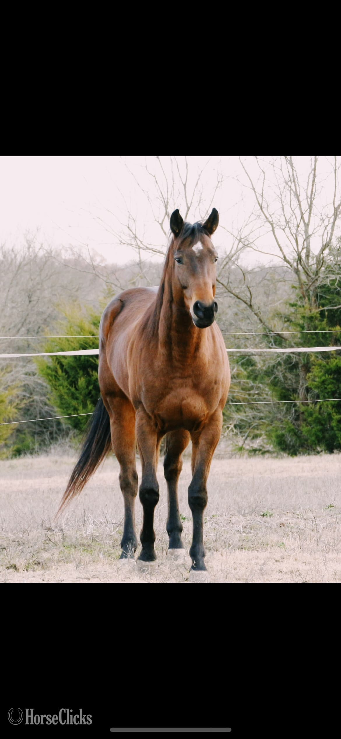 "Boogie" Bay Gelding Paint "Boogie" Bay Gelding Paint backdrop