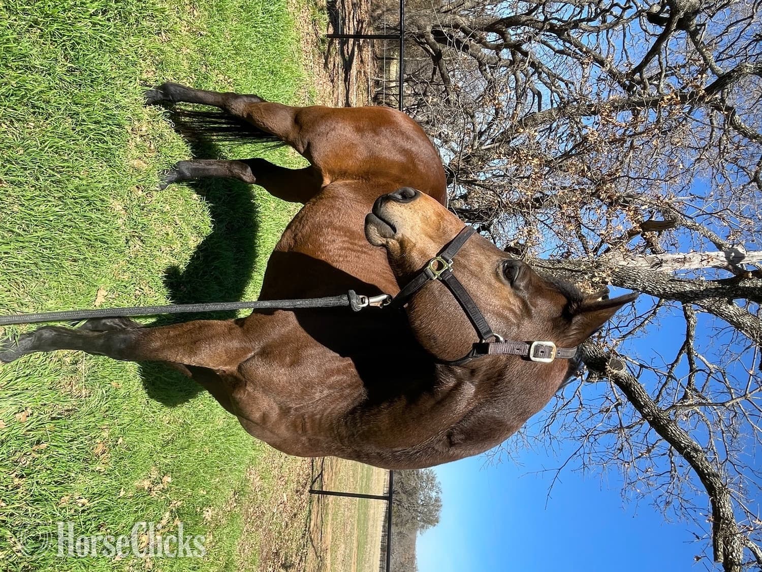 "Boogie" Bay Gelding Paint "Boogie" Bay Gelding Paint backdrop