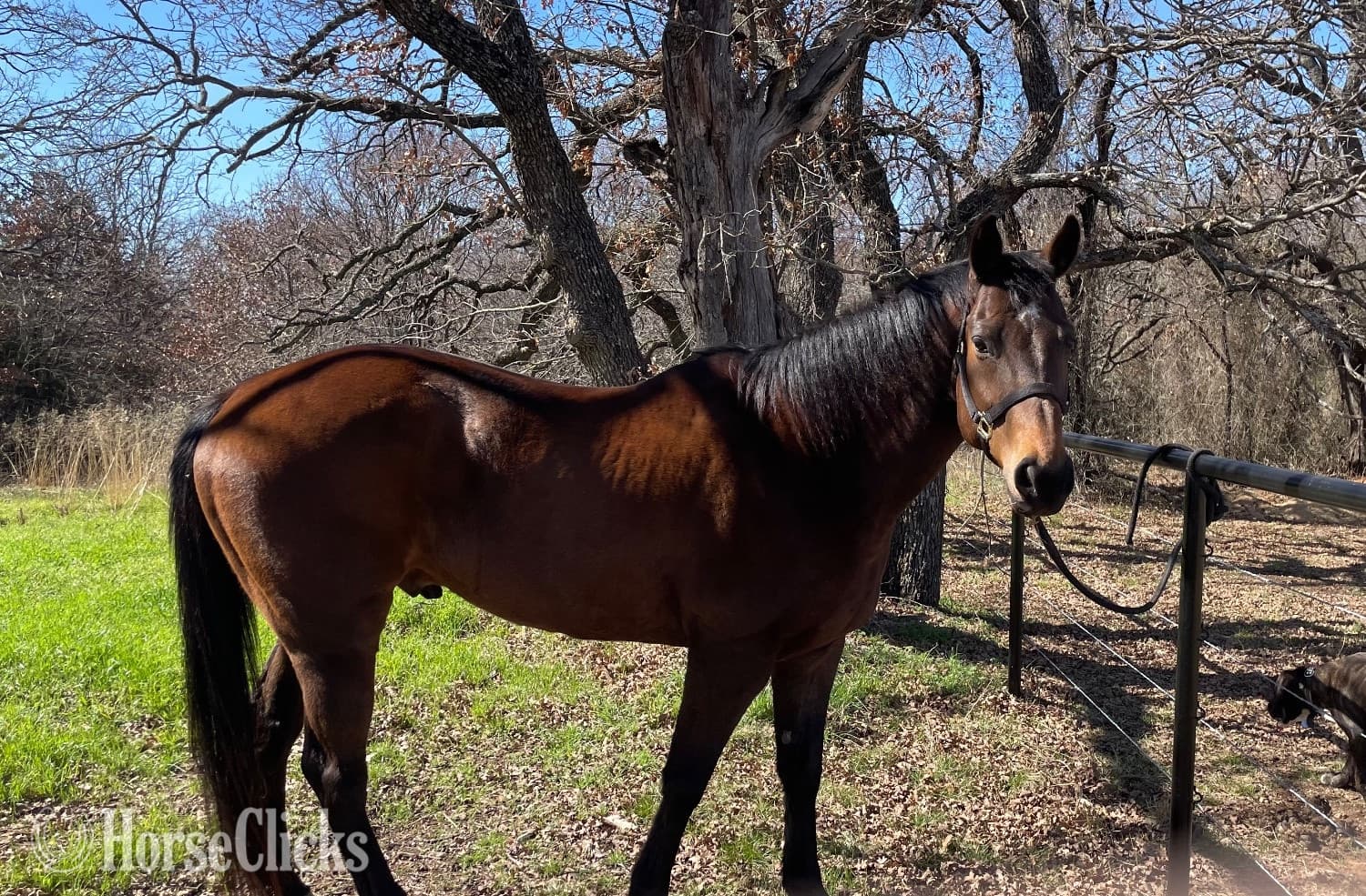 "Boogie" Bay Gelding Paint "Boogie" Bay Gelding Paint backdrop