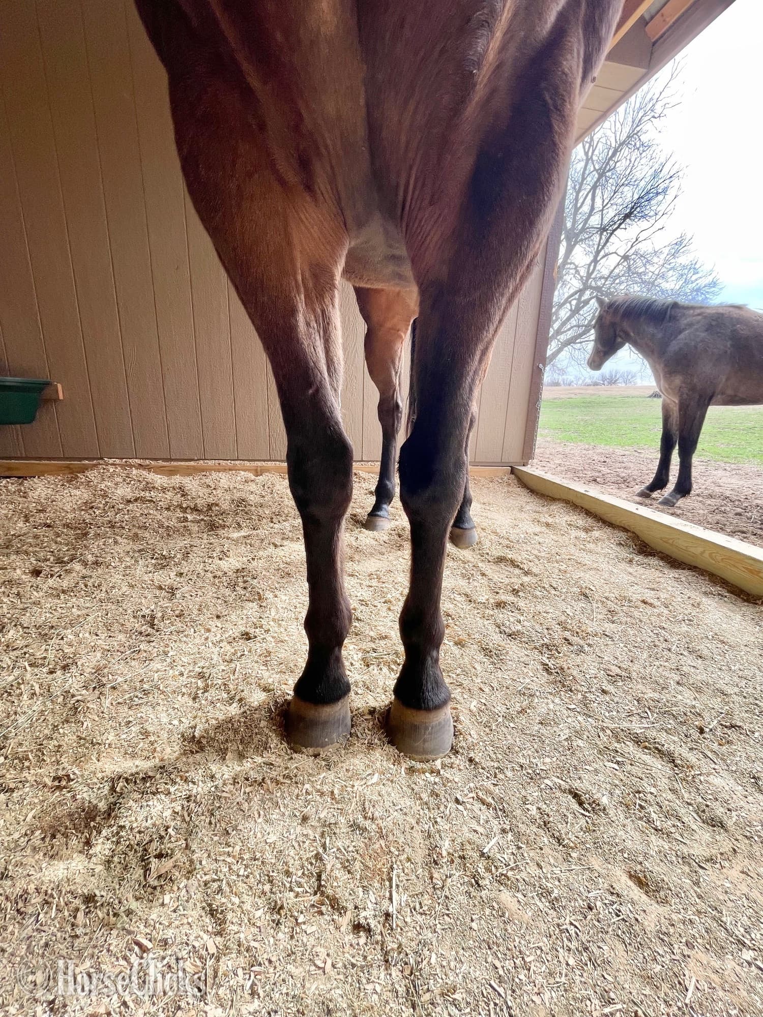 "Boogie" Bay Gelding Paint "Boogie" Bay Gelding Paint backdrop