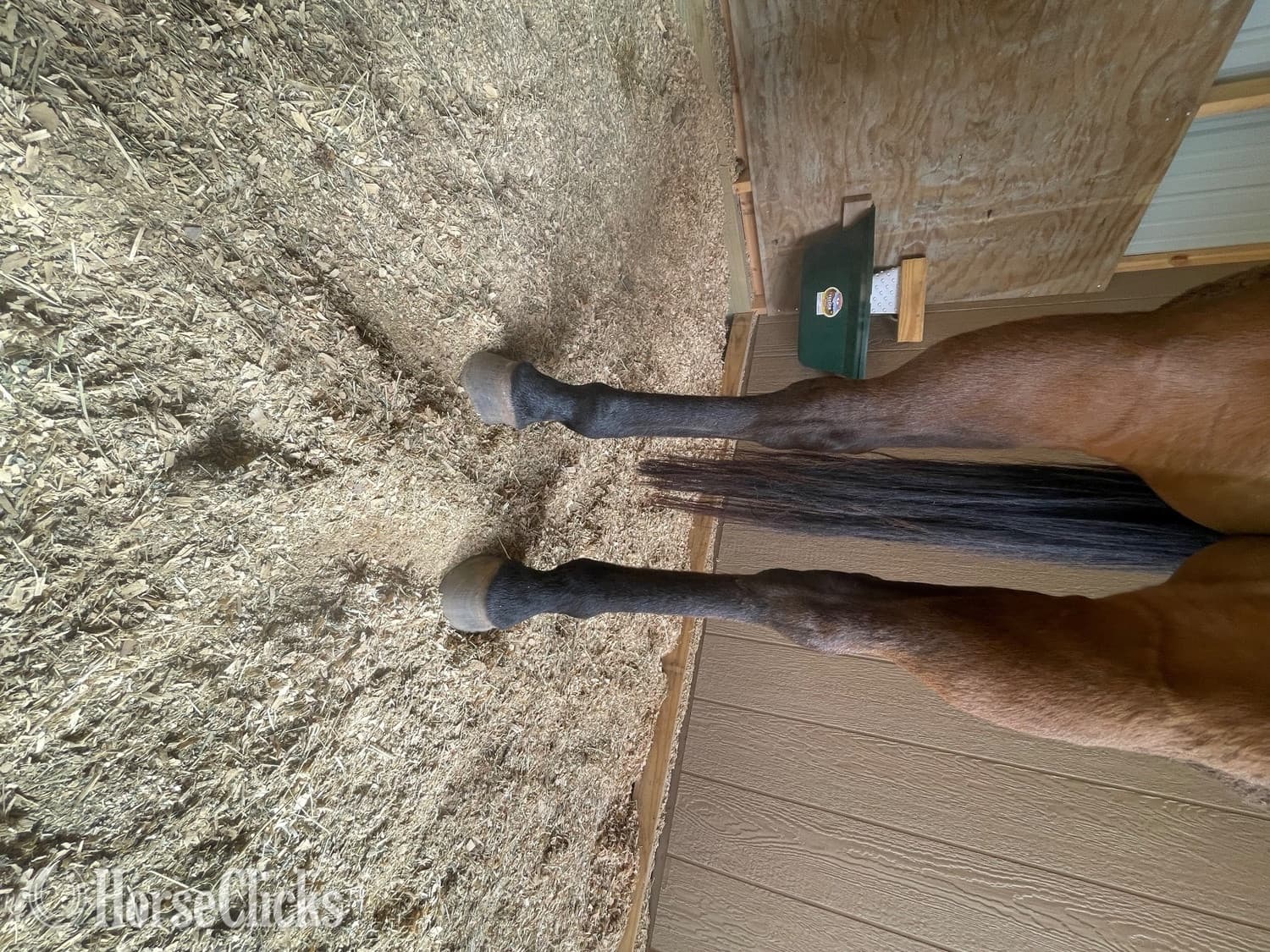 "Boogie" Bay Gelding Paint "Boogie" Bay Gelding Paint backdrop