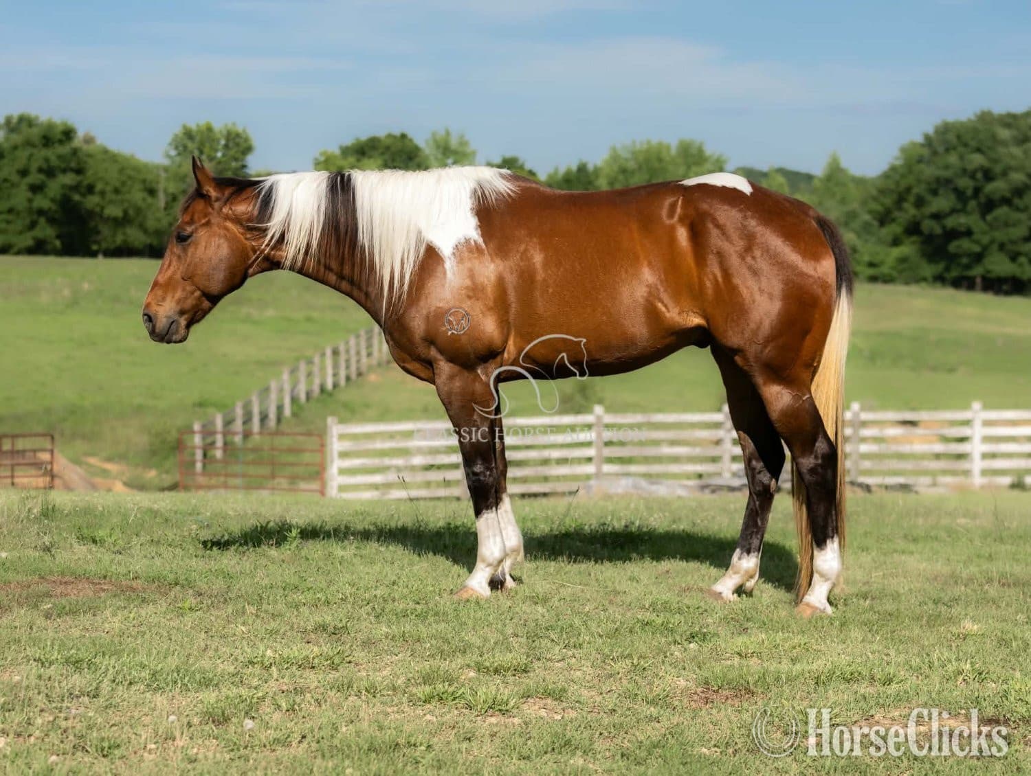 "JIMMY" Tabiano Gelding Paint "JIMMY" Tabiano Gelding Paint backdrop
