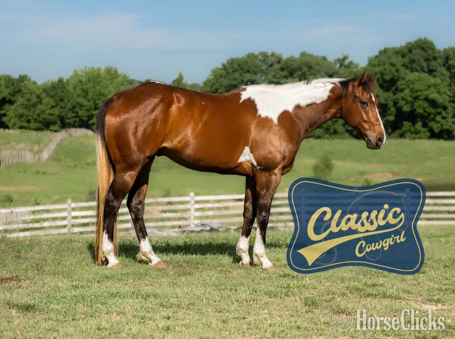 "JIMMY" Tabiano Gelding Paint "JIMMY" Tabiano Gelding Paint backdrop