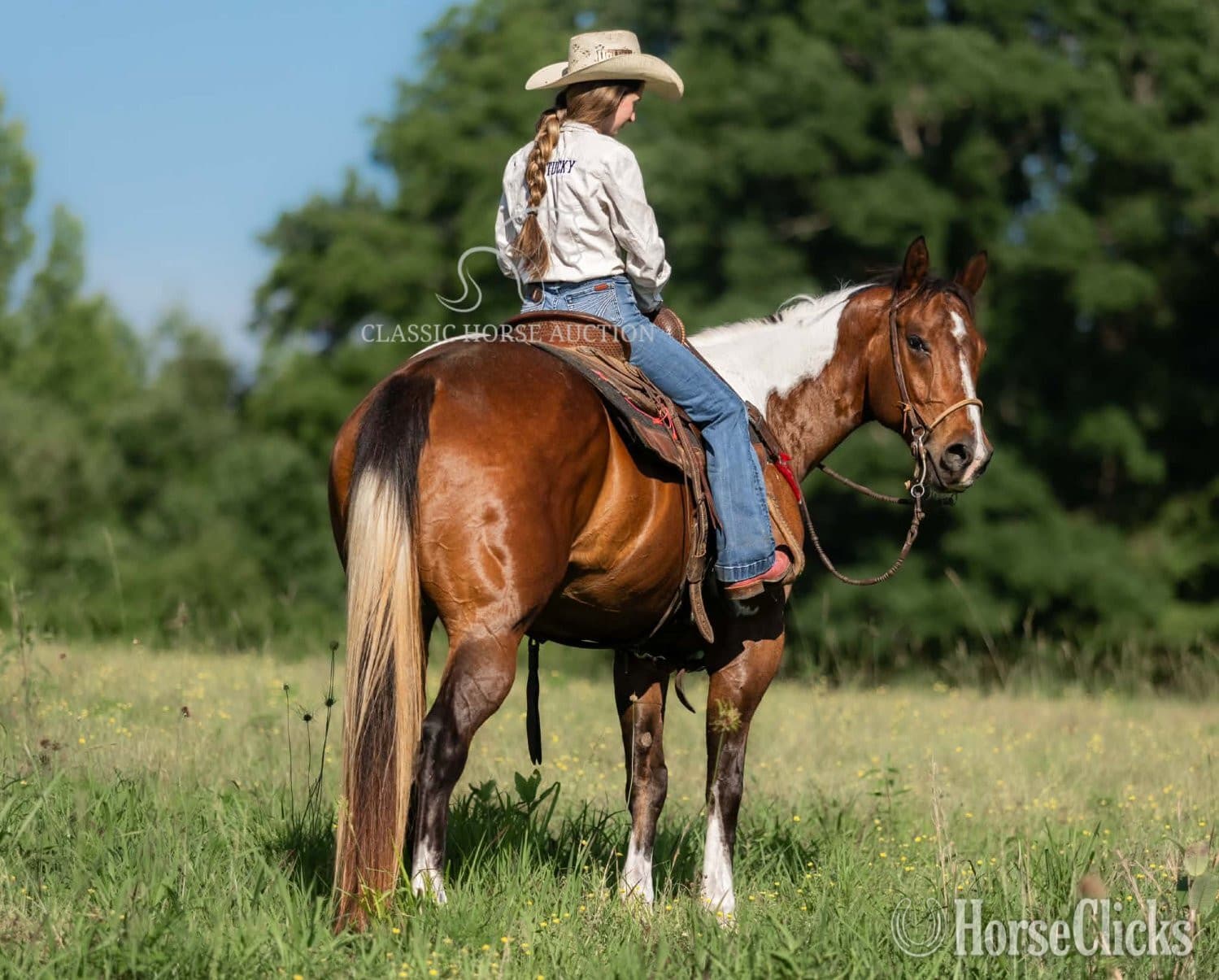 "JIMMY" Tabiano Gelding Paint "JIMMY" Tabiano Gelding Paint backdrop