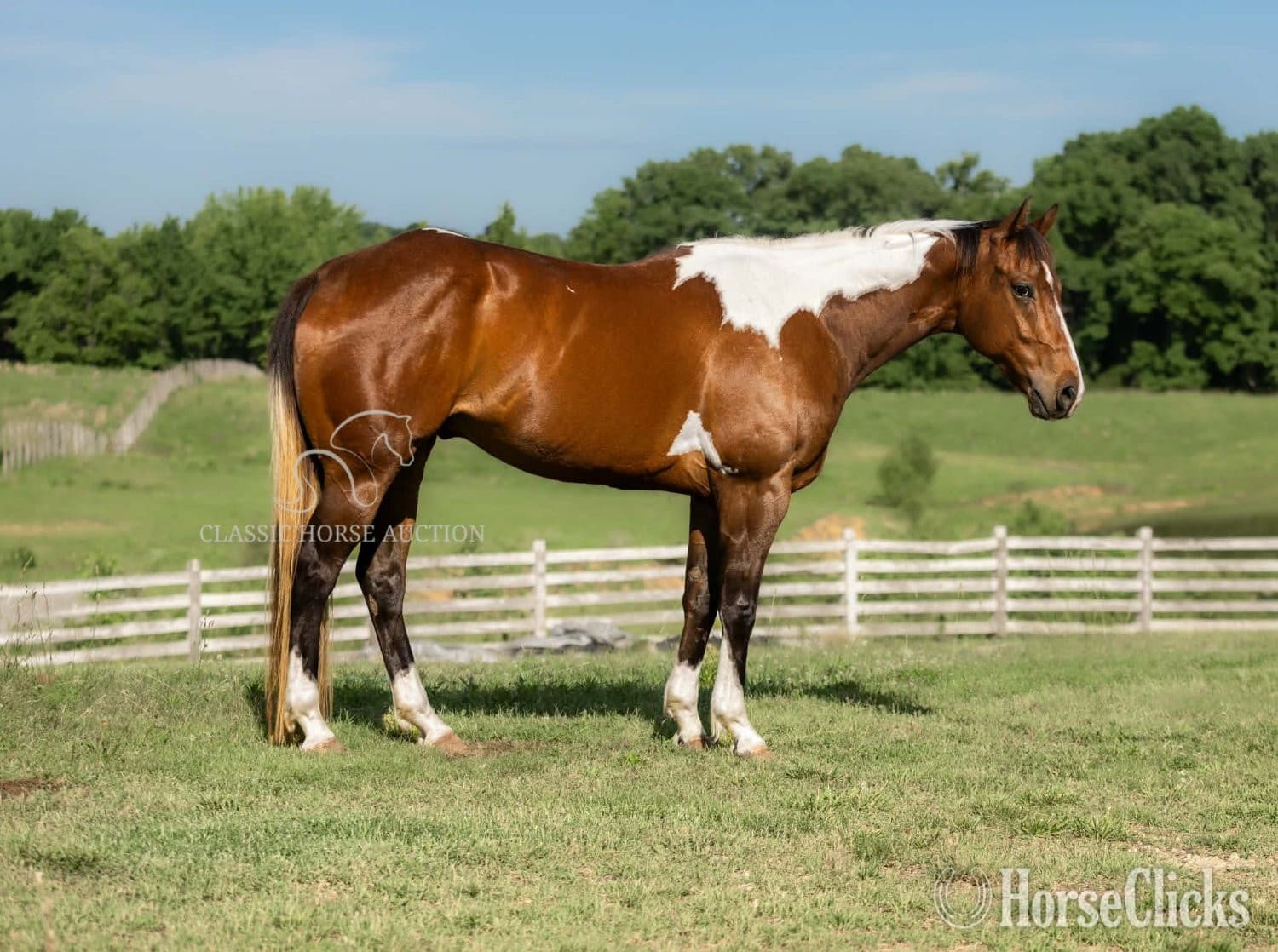 "JIMMY" Tabiano Gelding Paint "JIMMY" Tabiano Gelding Paint backdrop