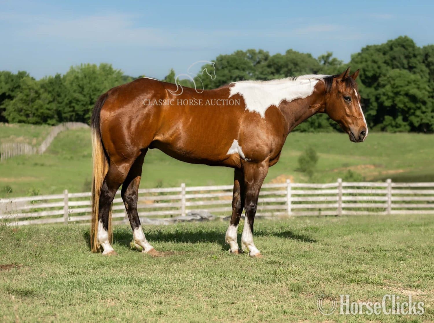 "JIMMY" Tabiano Gelding Paint "JIMMY" Tabiano Gelding Paint backdrop