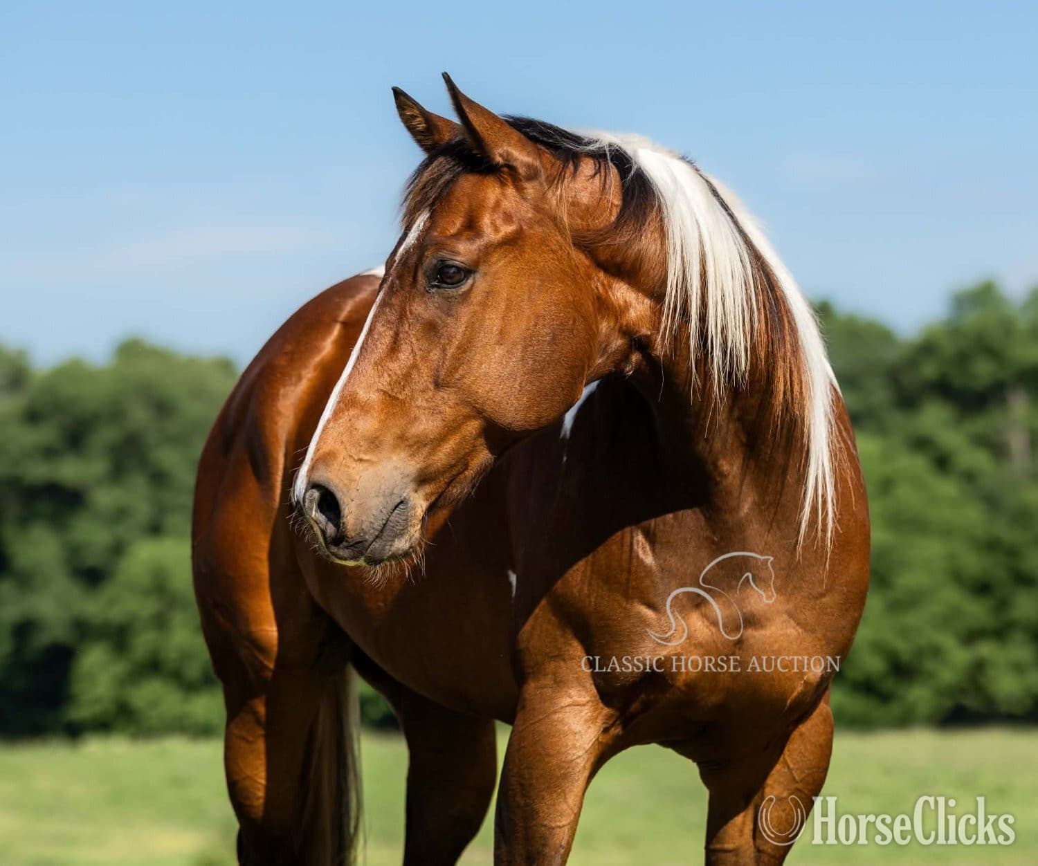 "JIMMY" Tabiano Gelding Paint "JIMMY" Tabiano Gelding Paint backdrop
