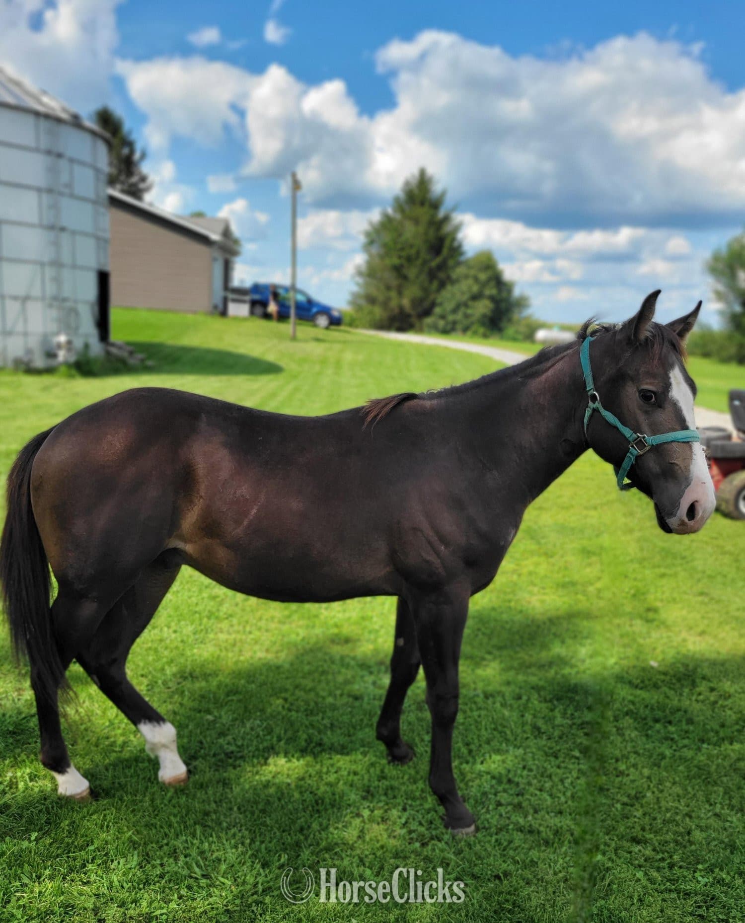 "Ole Smart Rascal" Buckskin Colt Paint image "Ole Smart Rascal" Buckskin Colt Paint image