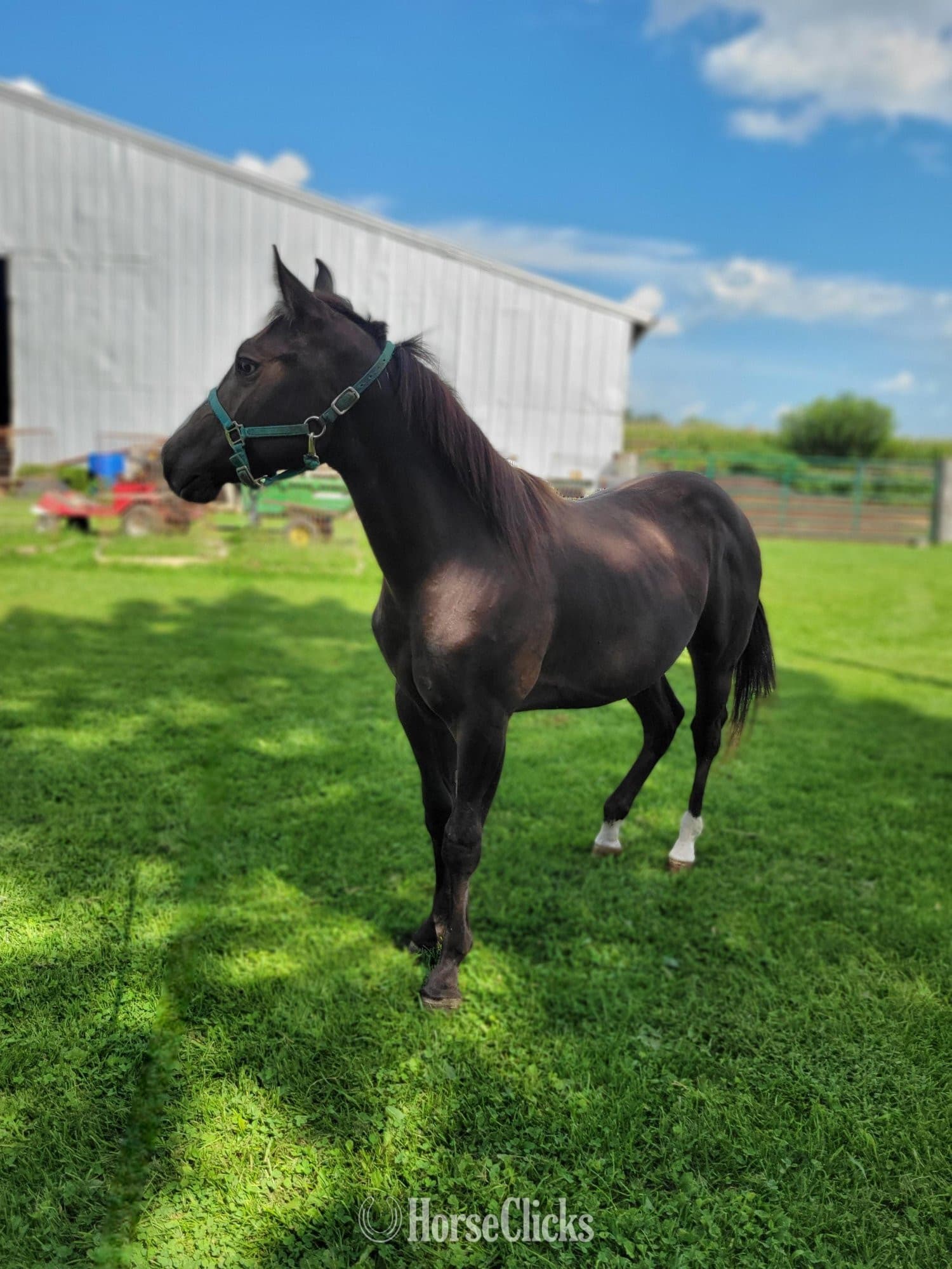 "Ole Smart Rascal" Buckskin Colt Paint "Ole Smart Rascal" Buckskin Colt Paint backdrop
