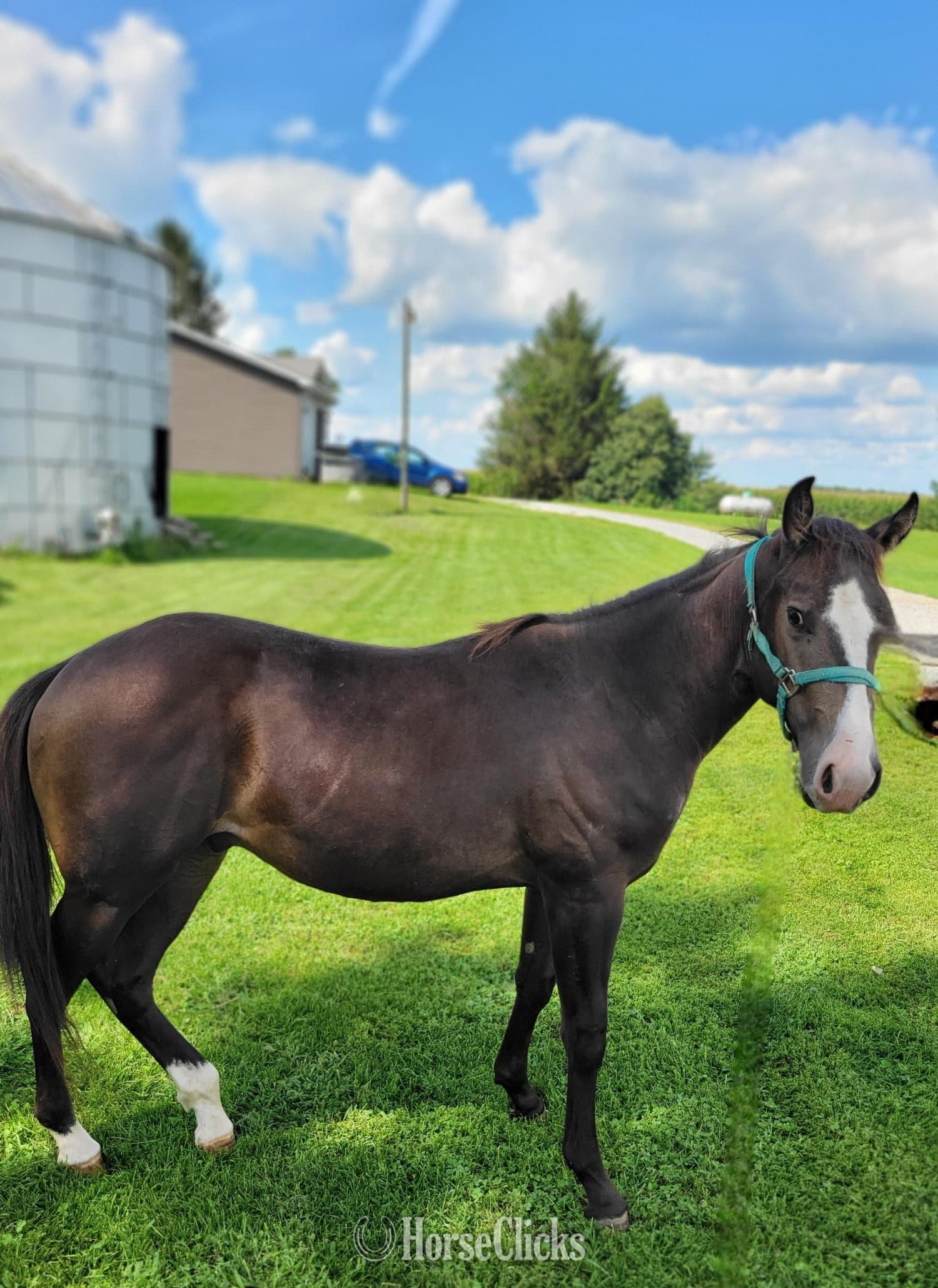"Ole Smart Rascal" Buckskin Colt Paint "Ole Smart Rascal" Buckskin Colt Paint backdrop