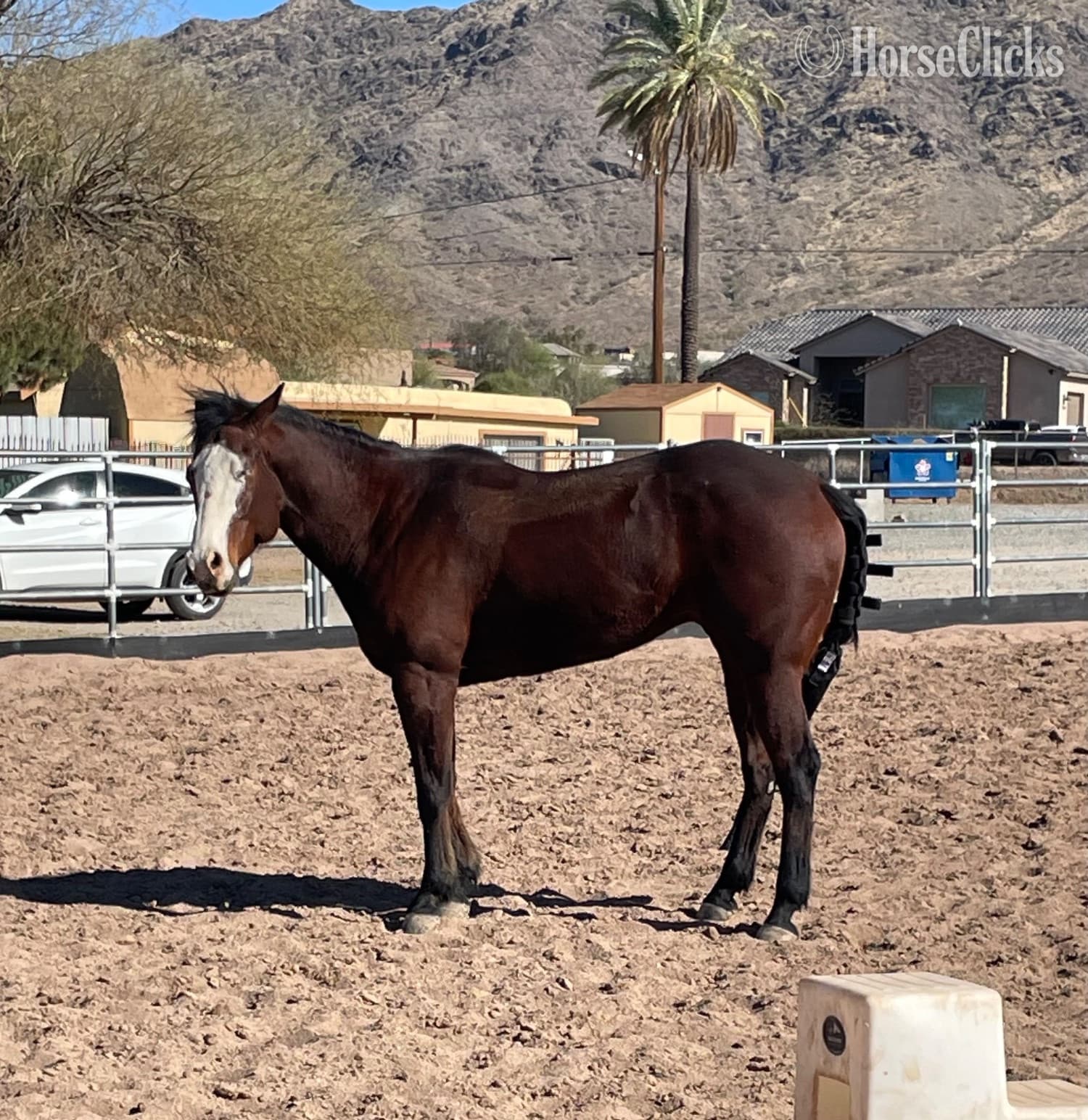 "Hooch" Bay Gelding Paint image "Hooch" Bay Gelding Paint image
