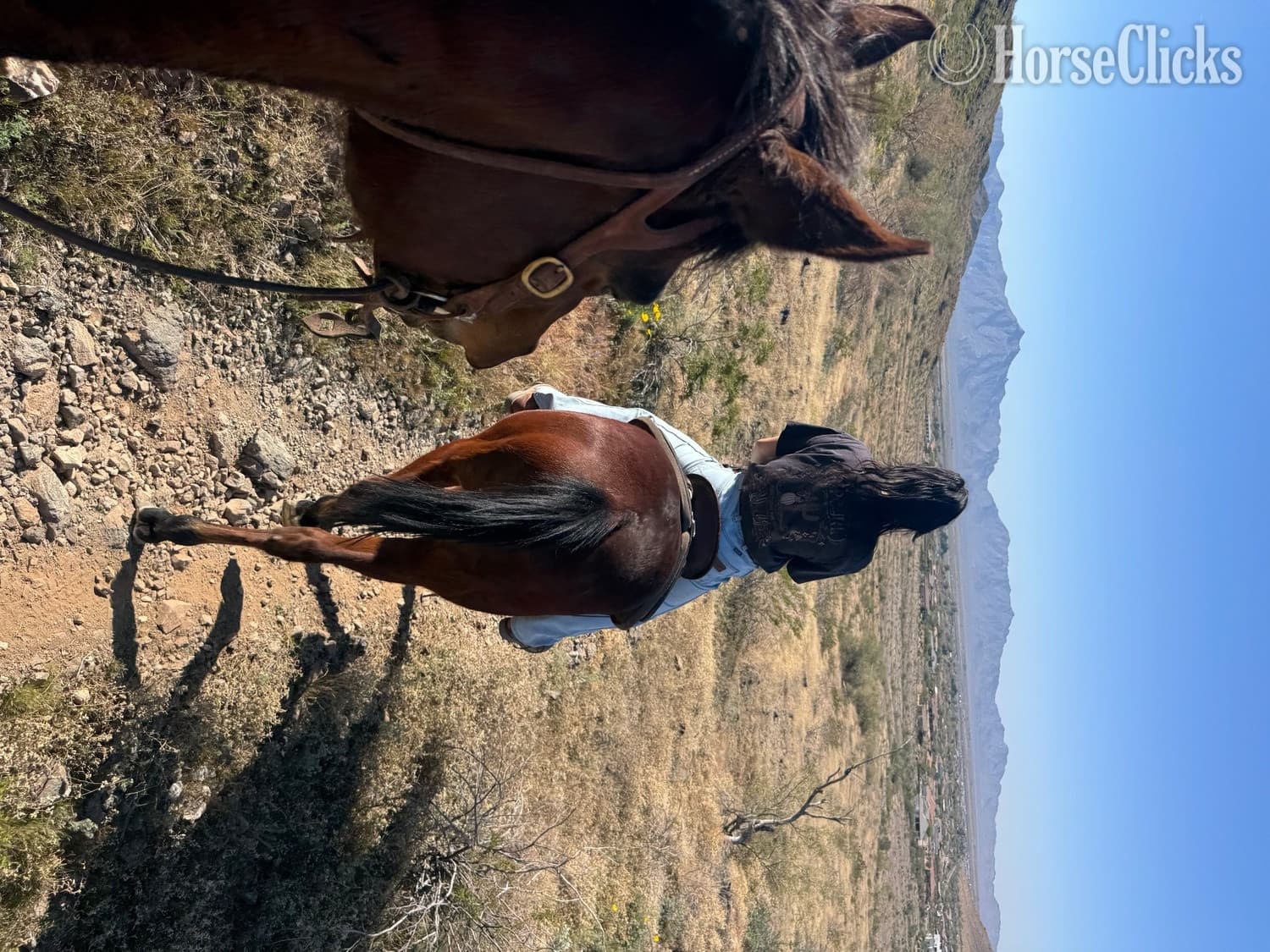 "Hooch" Bay Gelding Paint "Hooch" Bay Gelding Paint backdrop