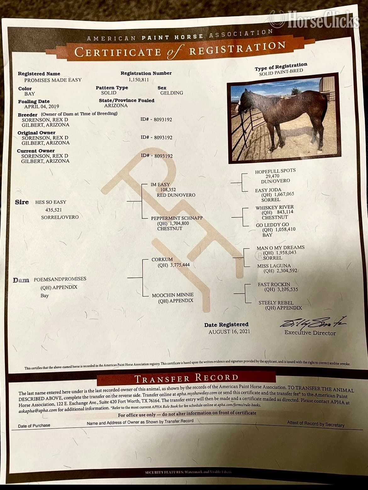 "Hooch" Bay Gelding Paint "Hooch" Bay Gelding Paint backdrop