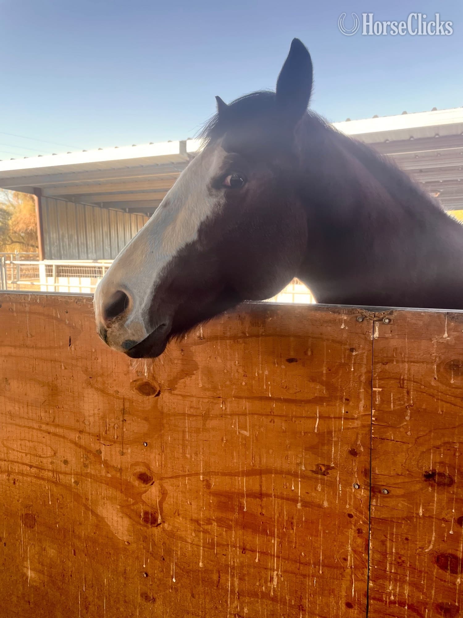 "Hooch" Bay Gelding Paint "Hooch" Bay Gelding Paint backdrop