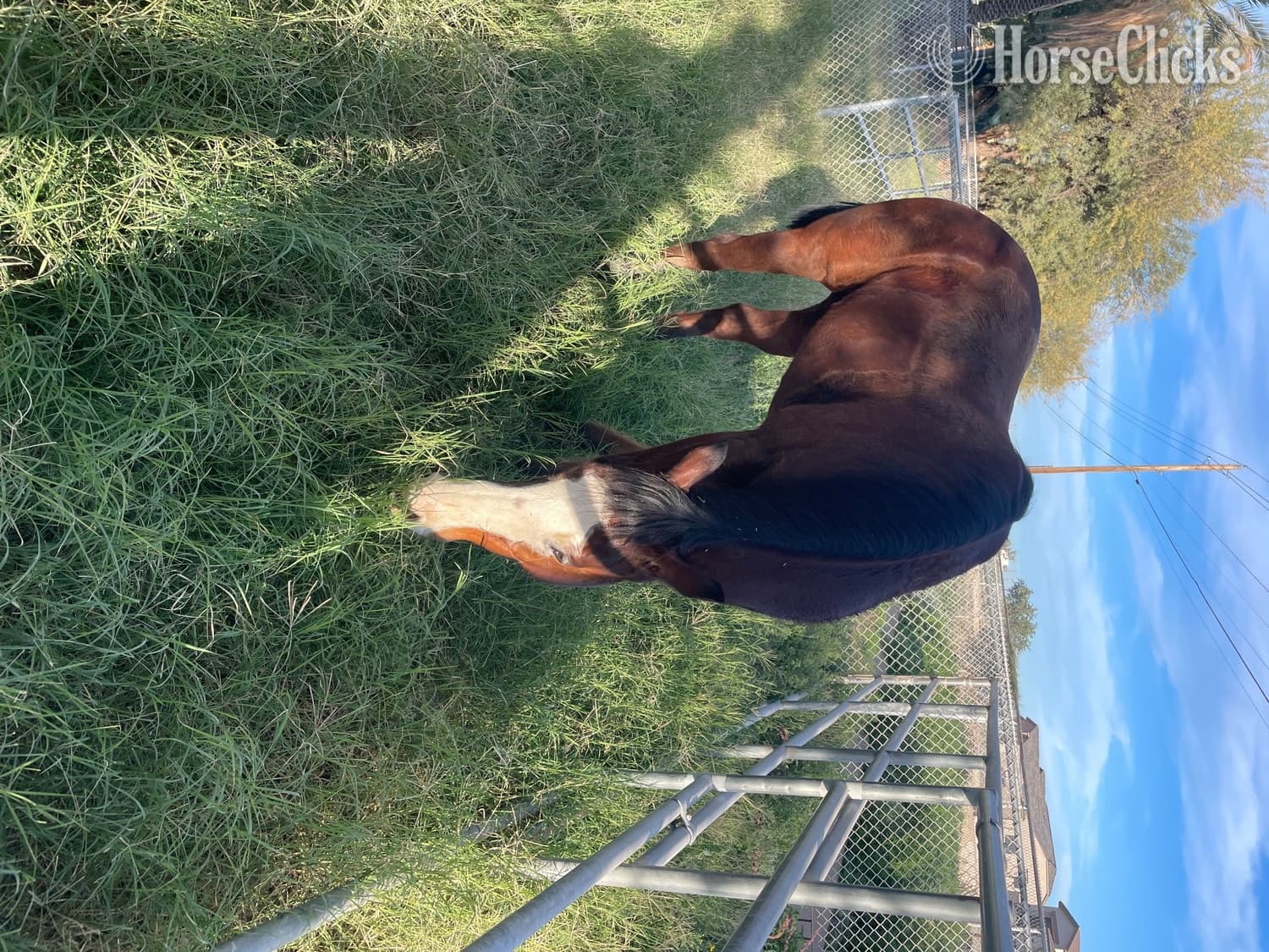 "Hooch" Bay Gelding Paint "Hooch" Bay Gelding Paint backdrop
