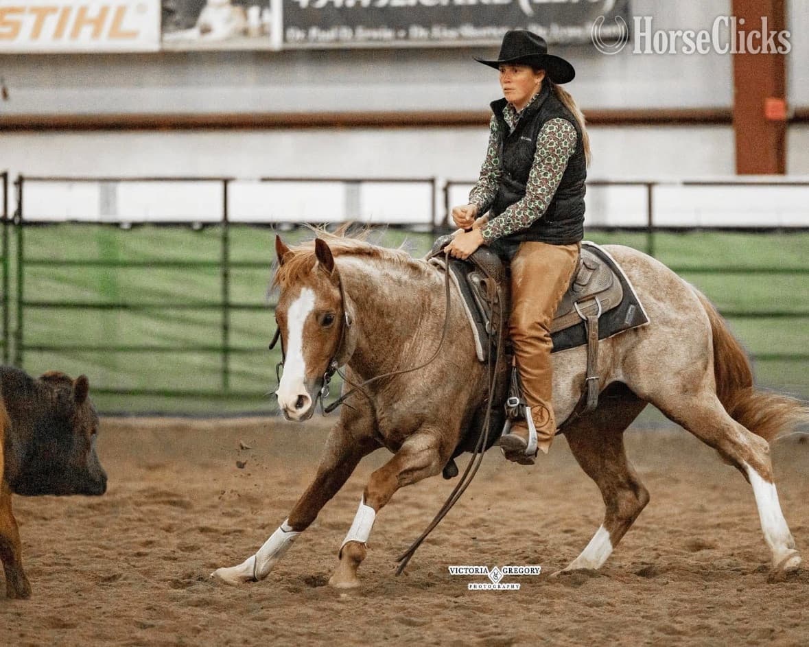 "Juan Mas Tiempo" Red Roan Stallion Paint "Juan Mas Tiempo" Red Roan Stallion Paint backdrop