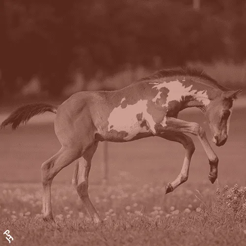Register your horse